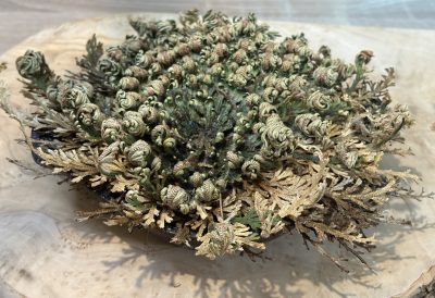 Rose de Jéricho ouverte et réhydratée – Selaginella lepidophylla